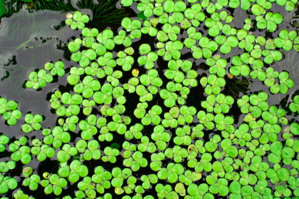 what-is-duckweed-removal-waterline-spring-texas