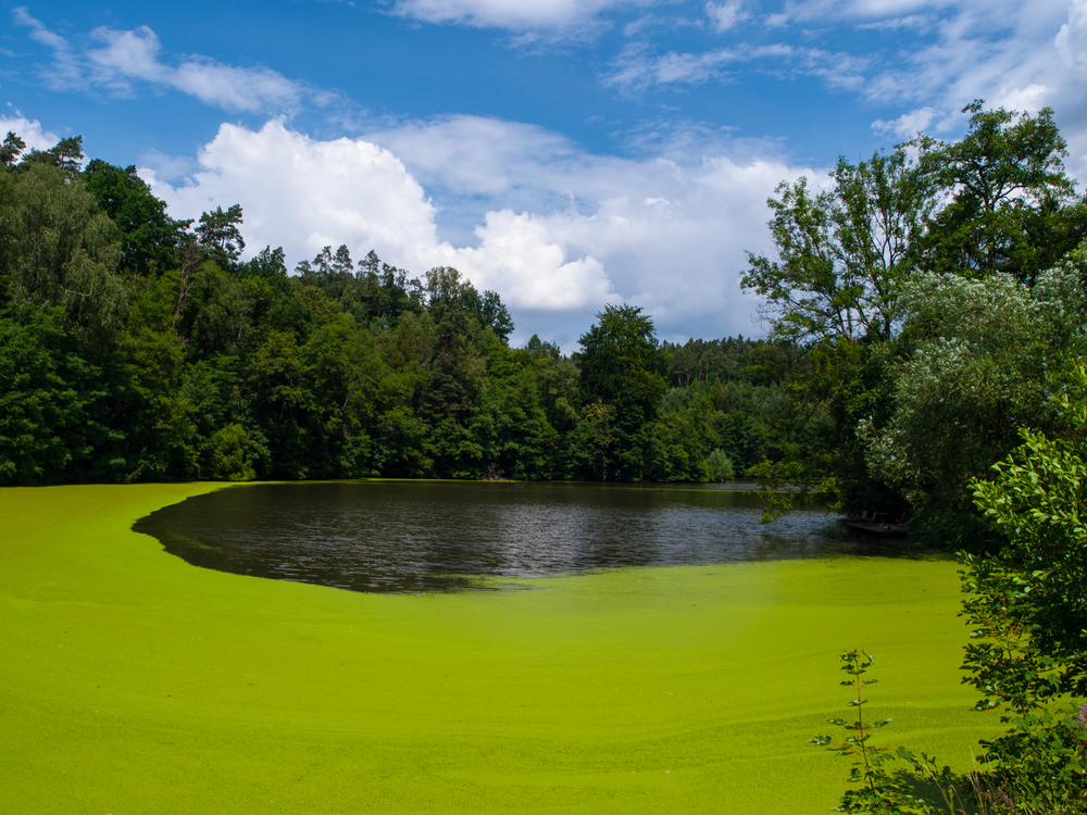 What Causes Algae Growth and How You Can Fight It Waterline