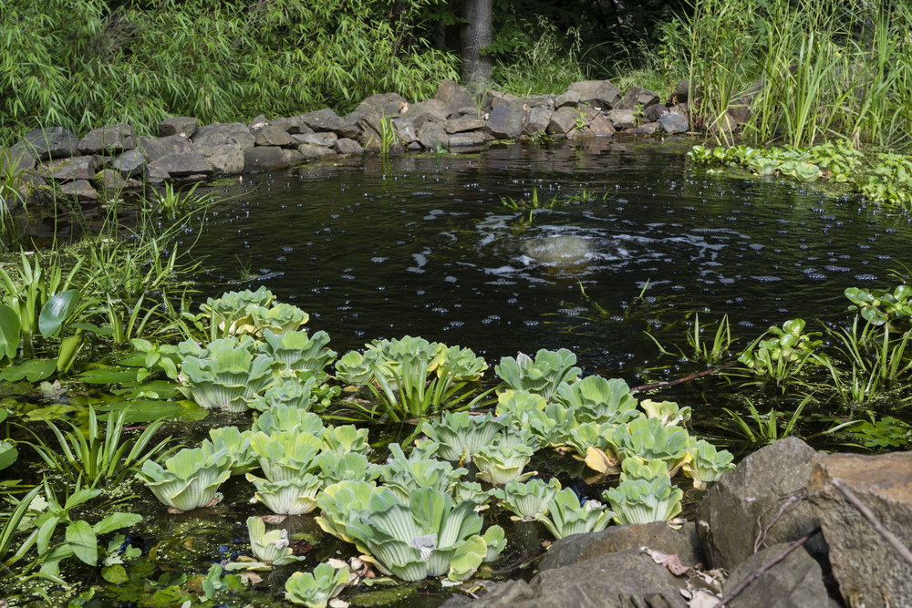 Busting Myths About Pond Aeration Waterline Houston Tx