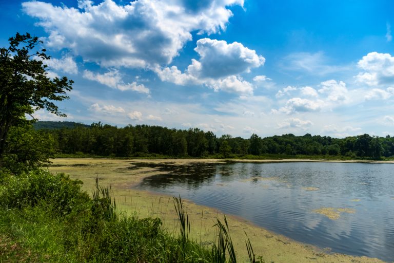 Pond Chemicals Is Pond Algaecide Safe For Fish? Waterline