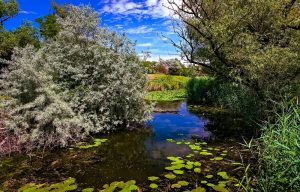 what-is-small-pond-winterizing-waterline-houston-texas