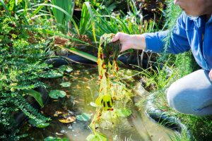 How to Control Pond Weeds with Chemical Maintenance, Waterline