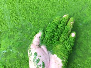 Pond Algae Causes & Chemical Treatment, Waterline, Houston TX